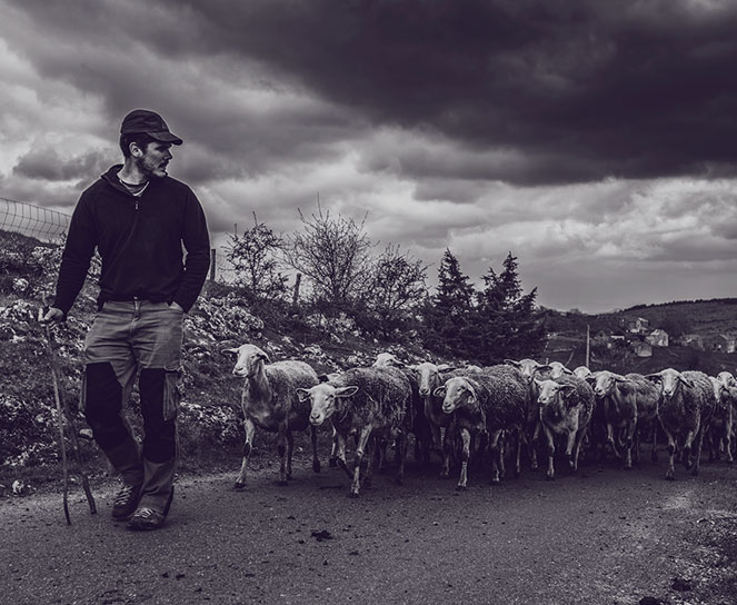 roquefort eleveurs aveyron
