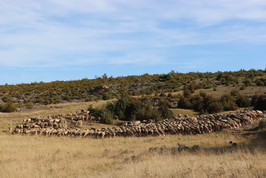 roquefort terroir brebis lacaunes